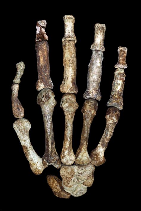 Le mani degli australopitechi | Meer
