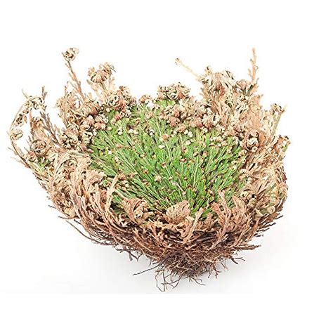 Rose of Jericho Resurrection Plant - Miracle Revival | Incense Garden