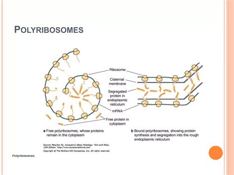 General morphology of the cell | PPTX