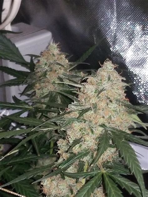 744 best Auto Northern Lights images on Pholder | Autoflowers, Microgrowery and Space Buckets