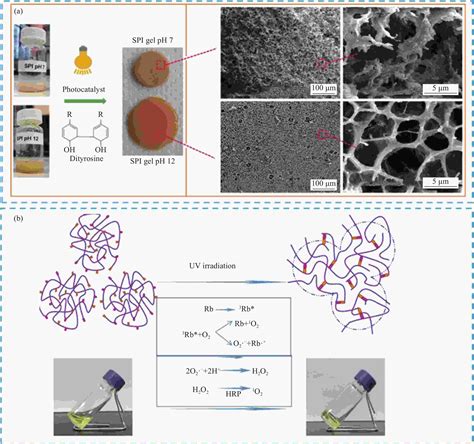 蚕丝蛋白基高强度水凝胶的制备及其生物应用