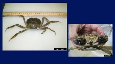 Invasive crab found near WA border | FOX 13 Seattle