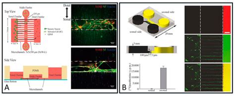 A Review on Microfluidic Platforms Applied to Nerve Regeneration