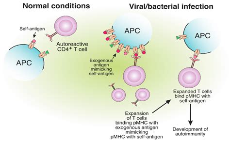 MHC Class II Presentation in Autoimmunity