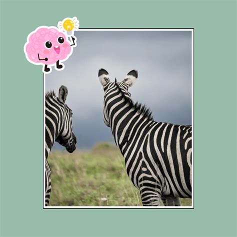 15 Interesting Facts About Zebras For Kids - Tintsy Kids - Free Printables, Recipes, Crafts ...