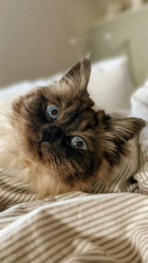 Cat breeds that just can’t stop sleeping