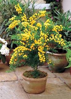 mimosa in vaso acacia golden mimosa sementes flor para mudas e bonsai r mimosa in vaso acacia golden mimosa sementes flor para mudas e bonsai r