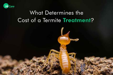 7 Key Factors that Determine Anti Termite Treatment Price | HiCare