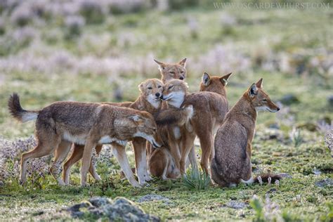 Image result for Wolves Types