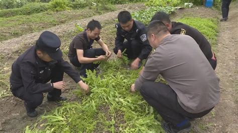 农民毁坏承包田里的青苗，属于犯罪行为：故意毁坏财物罪 - 知乎