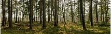 Forest Dual Monitor Wallpaper by Forest Dual Screen Wallpapers Top Free Forest Dual Forest Dual Monitor Wallpaper