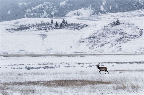 The Hoback Club in Jackson Hole, Wyoming — Premiering High-Altitude ...