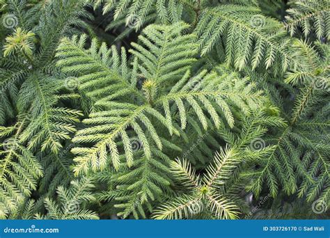 Closeup of Norfolk Island Pine Plant with a Natural Background Stock ...