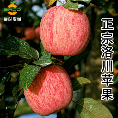 正宗洛川红富士苹果新鲜当季水果整箱5斤当季脆甜儿童冰糖心包