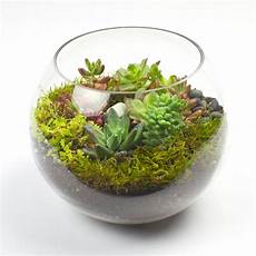 Diy Terrarium by The Sputnik Diy Succulent Terrarium Kit Juicykits Diy Terrarium