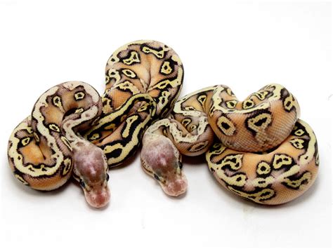 Image result for Inferno Ball Python