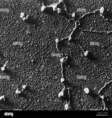 Electron Microscope Dna