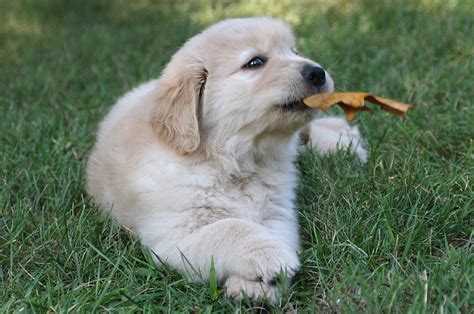 Golden Retriever Breeder | K-Jen Goldens | Reputable Golden Retriever ...