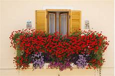 fiori per il balcone coltivare gerani segreti per gerani bellissimi e fiori per il balcone coltivare gerani segreti per gerani bellissimi e
