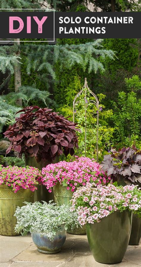 Image result for Types of Plant Containers