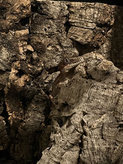 His camo goes crazy : r/geckos