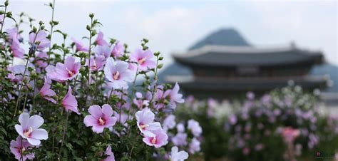 What Is South Korea's National Flower at Mary Huntsberry blog