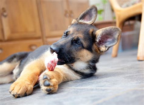 What Does The Name Zeus Mean For A Dog