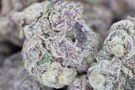 Van Island Exotics - Drip Station | Canada Bliss Herbals