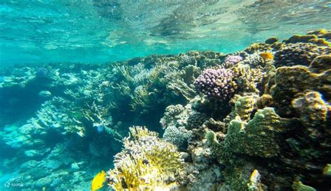 Discover the Wonders of the Red Sea: Hurghada Full-Day Island Sea ...
