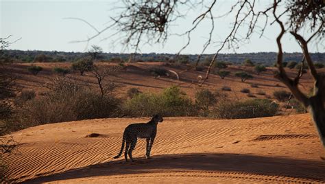 The Kalahari Desert in Namibia: Safaris & Travel Guide