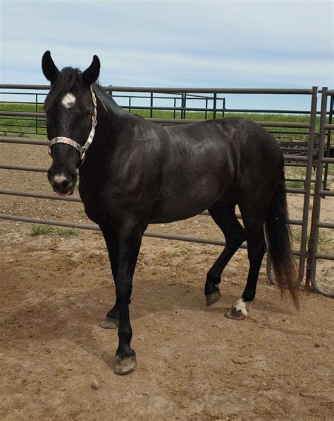 2020 Black Gelding