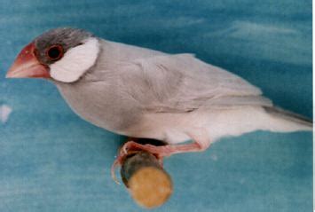 Image result for Fawn Java Sparrow