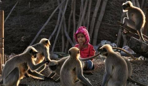 印度4岁男孩能听懂“猴语”？猴子上门找他玩耍，还成了好朋友！