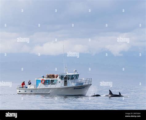 A pod of transient killer whales, Orcinus orca, near a whale watching ...