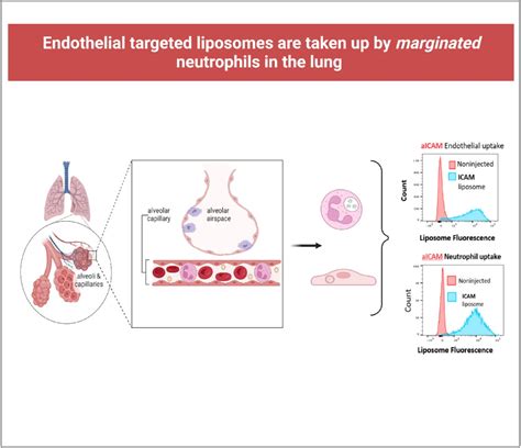 Marginated neutrophils in the lungs effectively compete for ...