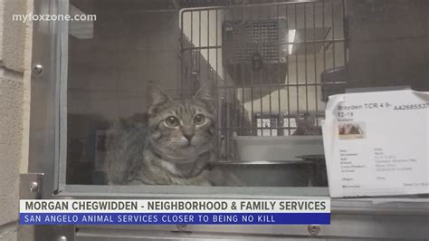 San Angelo Animal Services is getting closer to becoming a 'no-kill ...