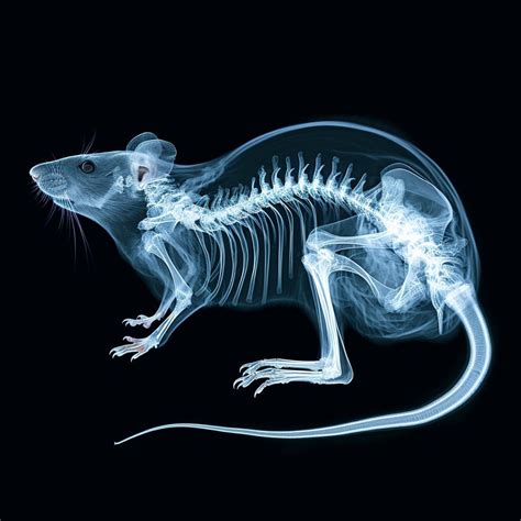 Do Rats Have Bones? | Sarai Chinwag