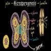 draw a labelled diagram and explain microsporogenesis in flowering ...