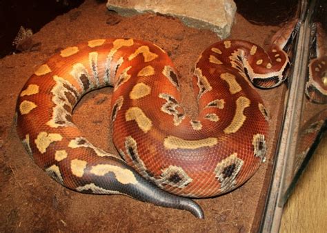 Image result for Red-tailed Python