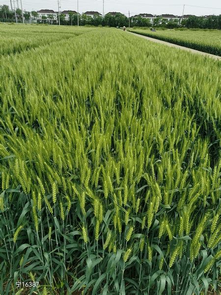 小麦种质资源创新团队