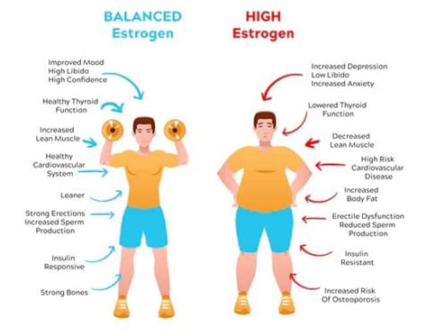 High Estrogen and Its Role in Diseases: Causes, Impacts, and Scientifi ...