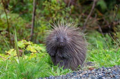 Wildlife of Alaska | Animals are Wonderful
