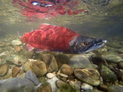 Kokanee salmon viewing in Utah