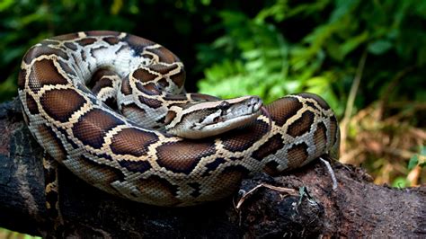 Image result for python birman