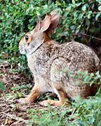 Image result for Common Wild Rabbit