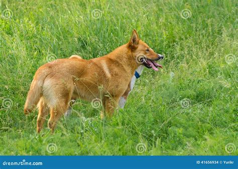 Young four-legged friends stock photo. Image of pose - 41656934