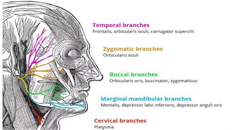 facial nerve.pptx