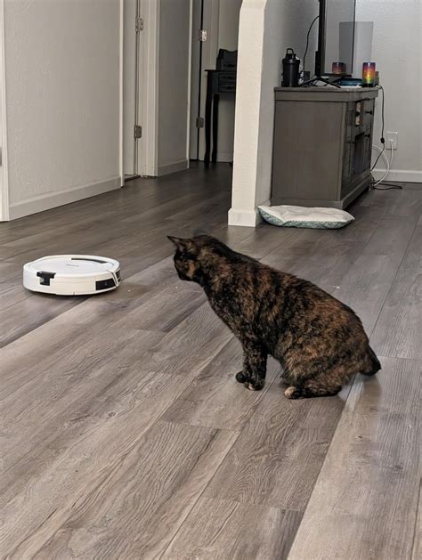 My cats first experience with our new Roomba : r/cats