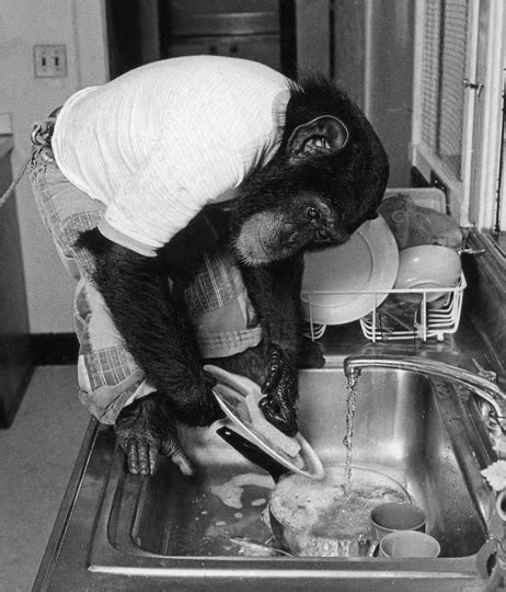 Image result for Chimp Learn Sign Language