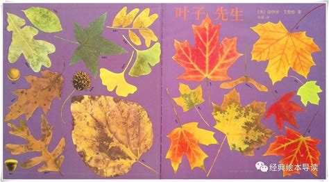 只有捡起落叶才算打开秋天——《叶子先生》导读_枫叶